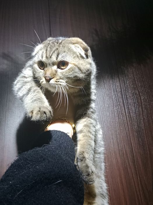 Очень красивая девочка плюшевая Табби