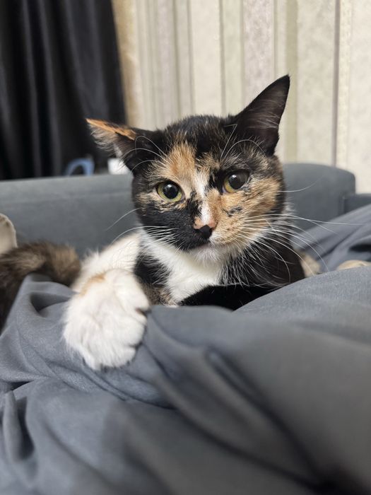 даем кошку бесплатно 10 месяцев