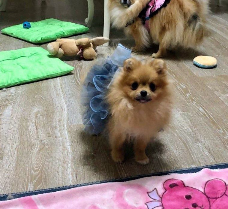 Очаровательная Шпиц девочка