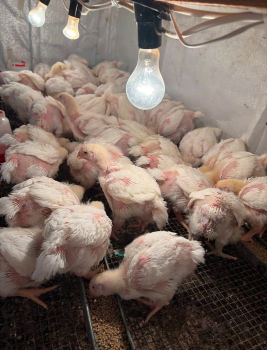 Бройлер коб500 ..