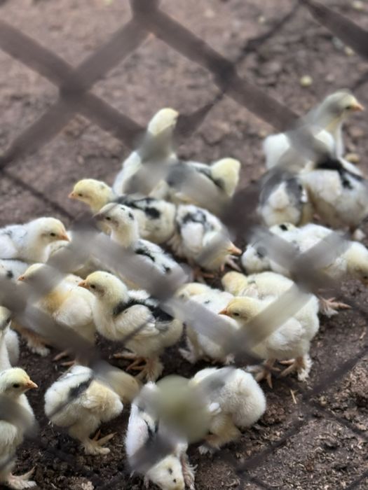 Брама цыплята балапан