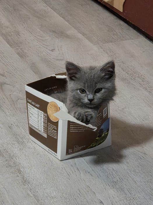 British shorthair blue