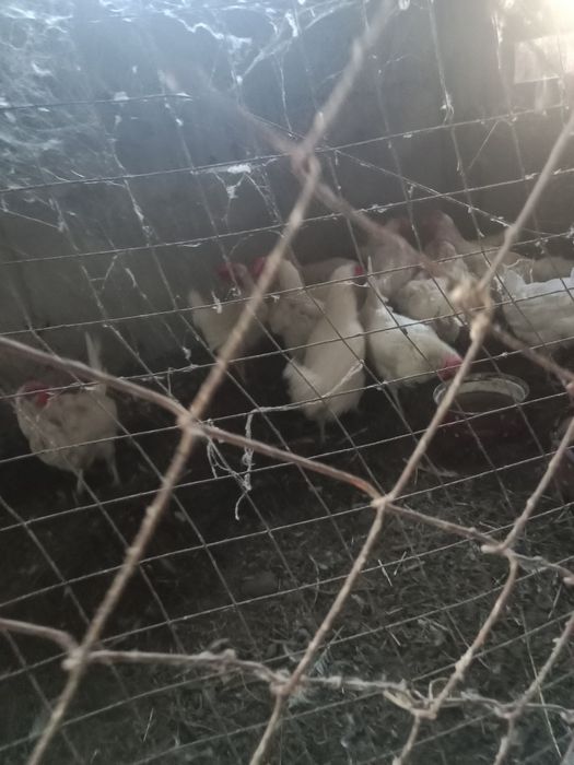 Продается дом пос. Вольный