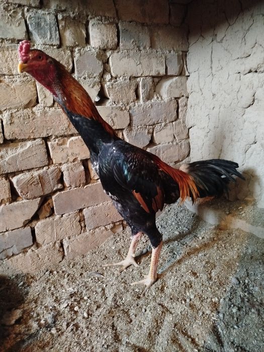 Dakan xo'roz sotiladi