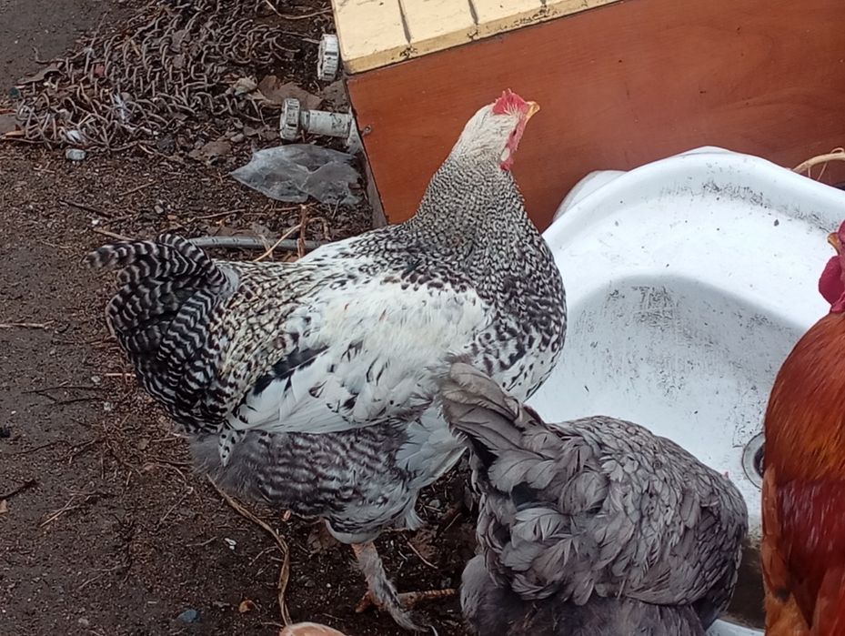 Продам молодых петушков этого года