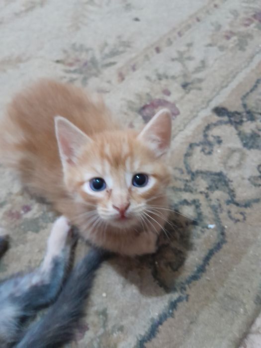 Отдам котят в добрые руки.