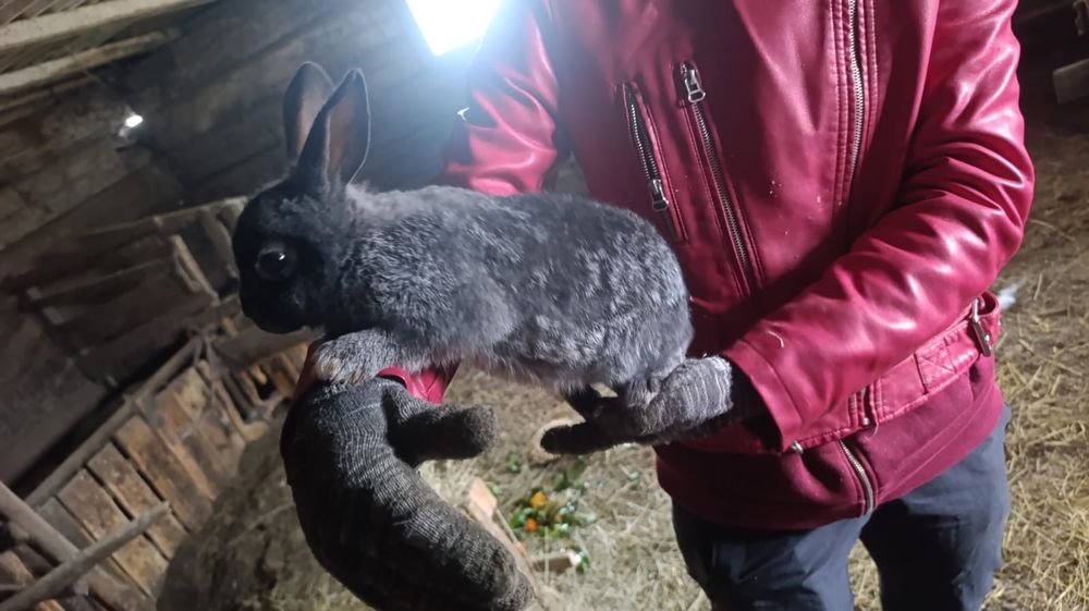 Продам молодых кролих и кролов