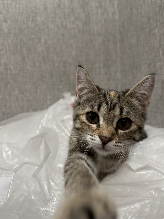 Кошечка ищет дом