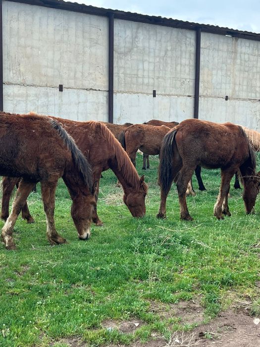Ірі тайлар сатылады