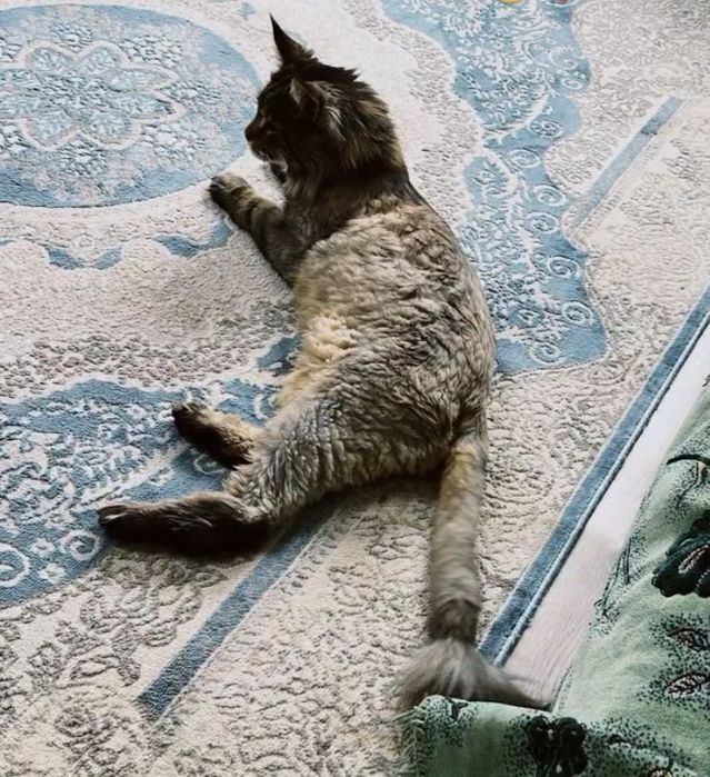 Майнкум  Американский