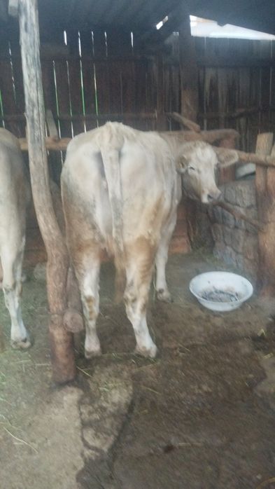 Продам телку. Два года семь месяцев