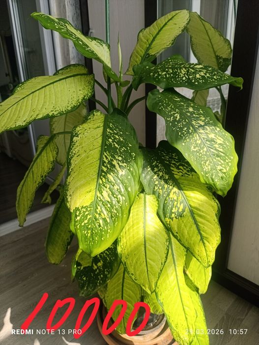 Комнатные  цветы