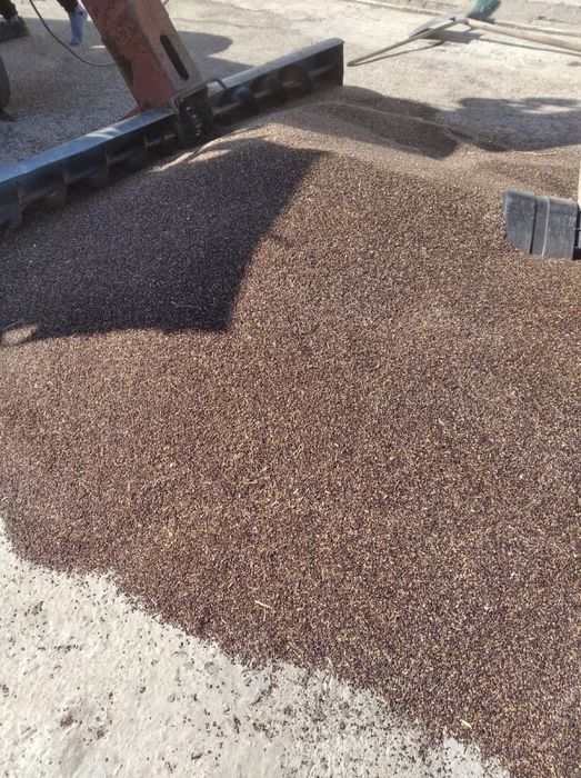 Семена суданки.Чистые. Сено