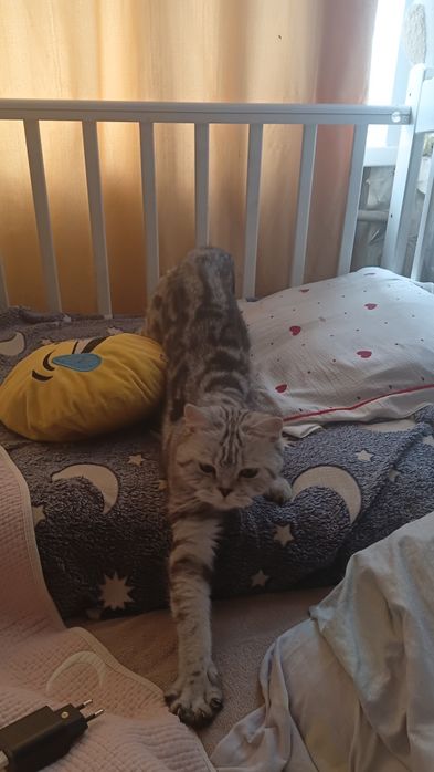 Отдам даром кошечку
