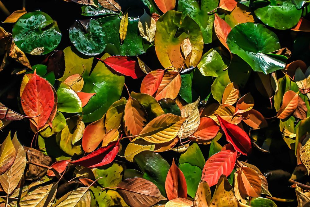 Canon Canon 10D Body