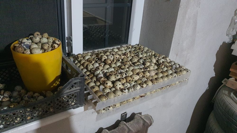 Ок белый гигант бедана ва тухумлари.