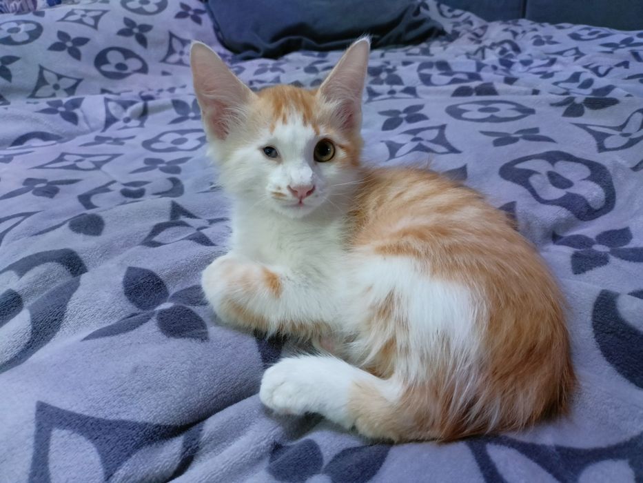 Пристраивается котёнок