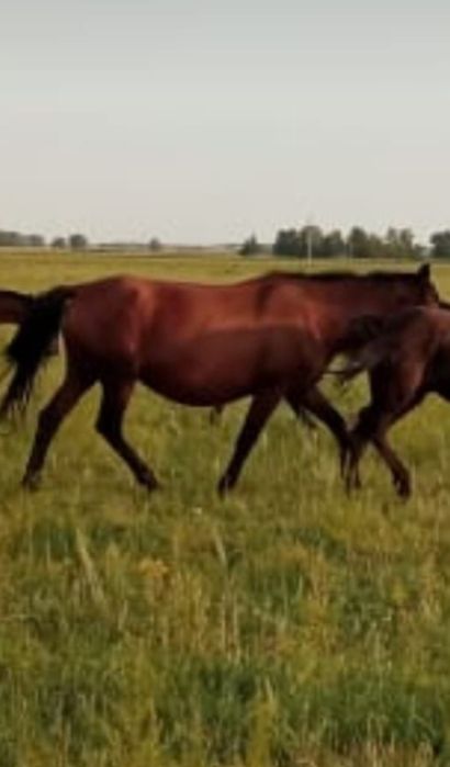 Продам жеребую кобылу с тайчиком