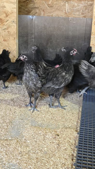 Vând pui Australop 2 luni