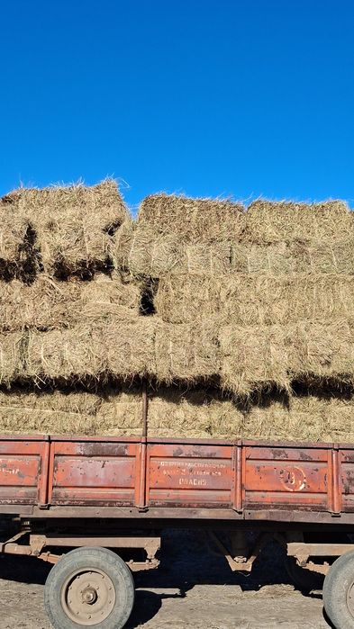 Сено в тюках продам