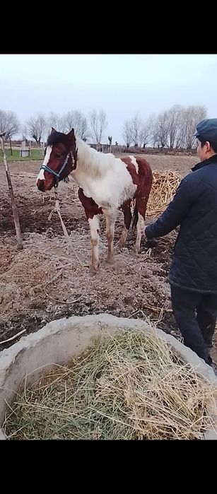 Жылқы тай жуас дені сау