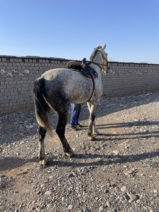 Ot sotiladi Yevropa boyi 1,75 sm