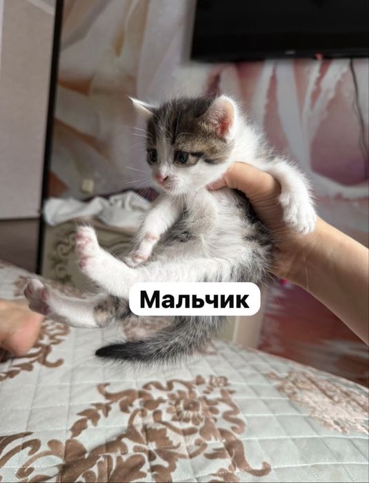 Падорю котят в добрые руки