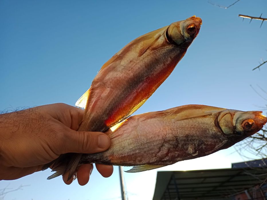 Рыбец малосольные  ,