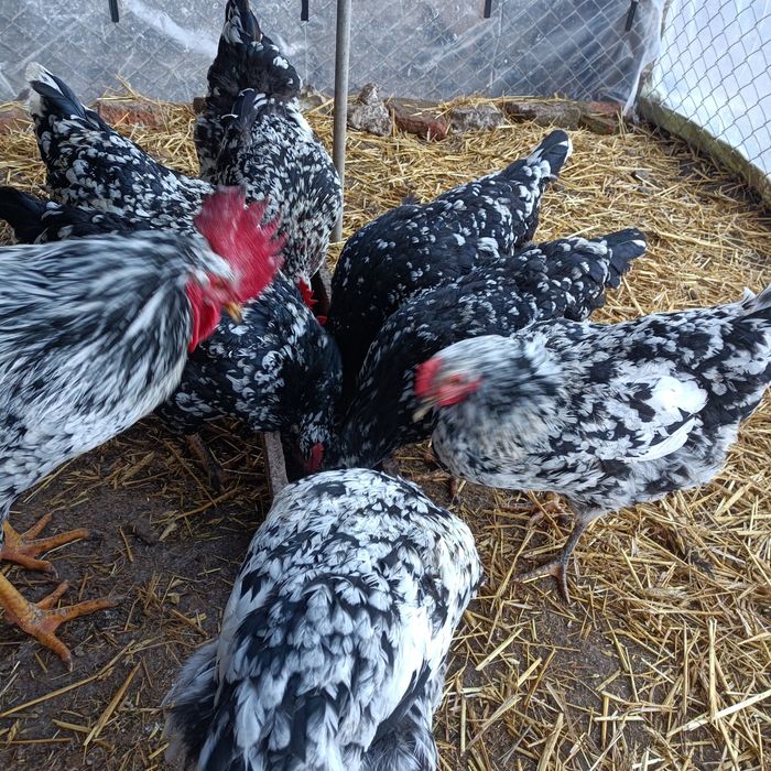 Găini de rasă disponibile pentru vînzare