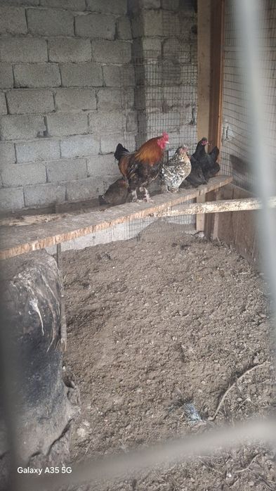 Yapon tovuqlar sotiladi