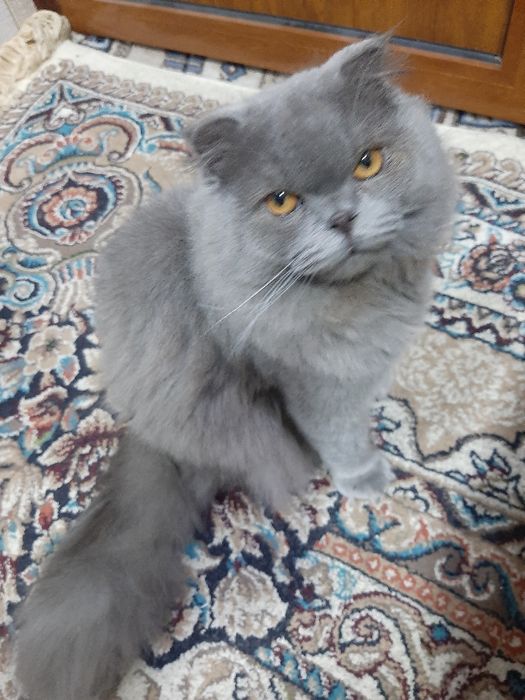 11ойлик Скоттиш фолд сотилади