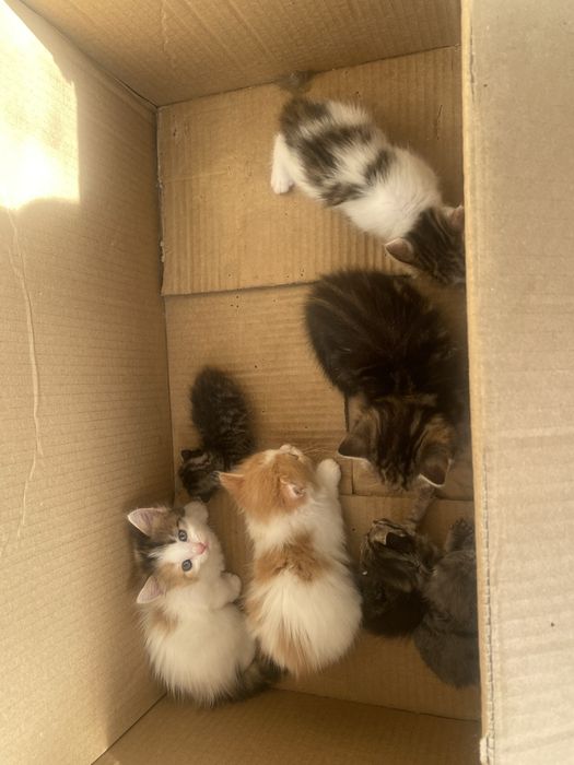 Отдадим Котят в добрые руки