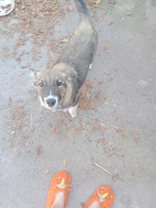 Отдаем руки щенок девочка найдёныш