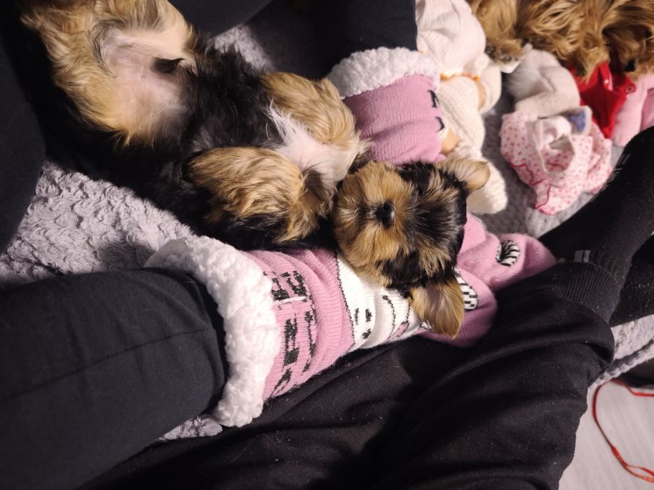 Продавам йоркширски териер