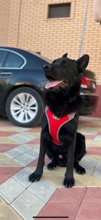 Вязка . Немецкая овчарка.