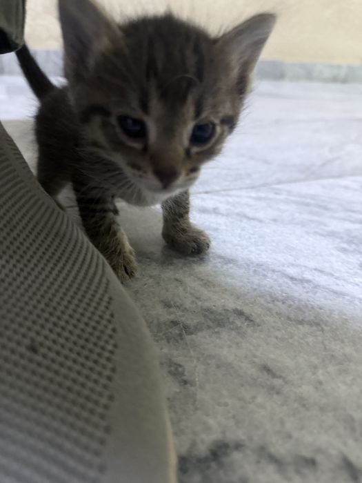 Мушук mushuk кот бесплатно