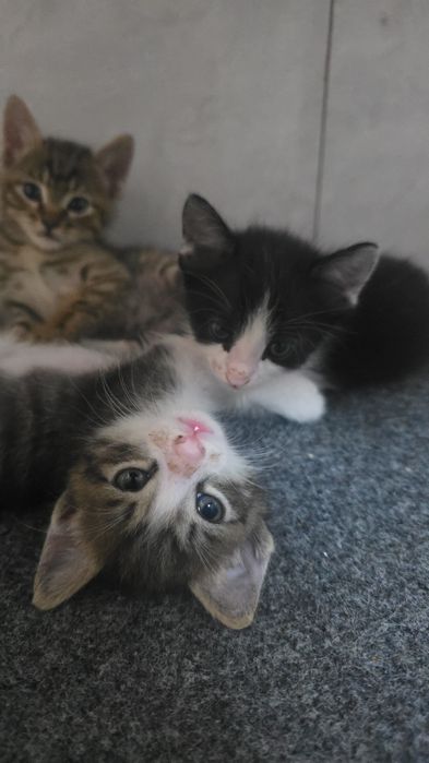 Отдам котят даром