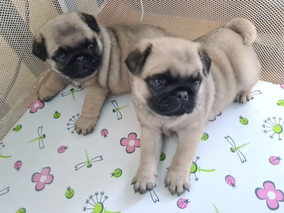 Продам щенков мопса.