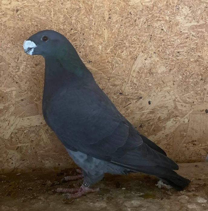 Show racer linii america