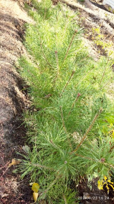 Продаю Саженцы Сосны.