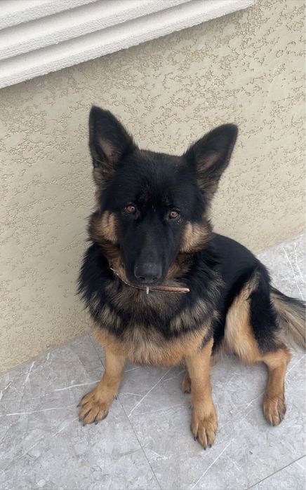 Продам щенков немецкой