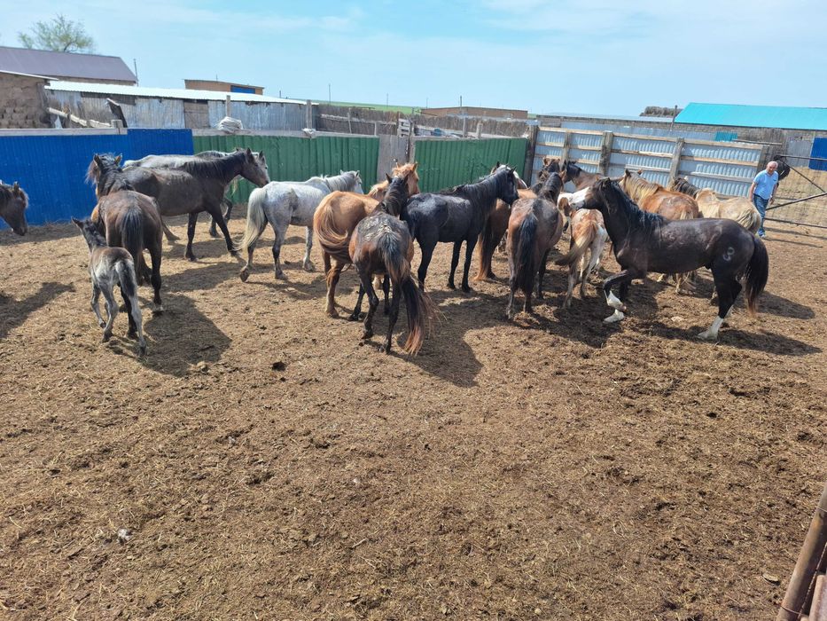 Жылкылар и Лошади сатылады