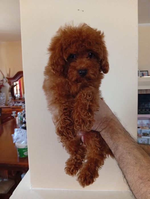 Pudel toy cu pedigree