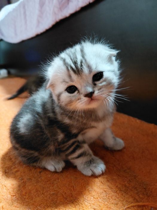 Продам очароватеных котят