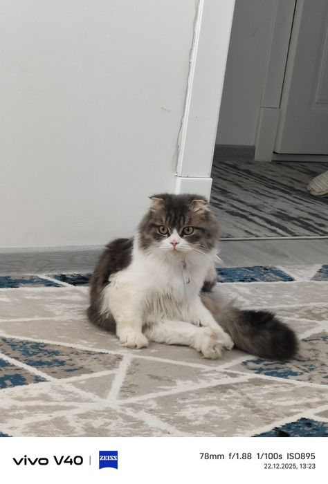 Aqli mushuk srochna sotiladi toza ozoda