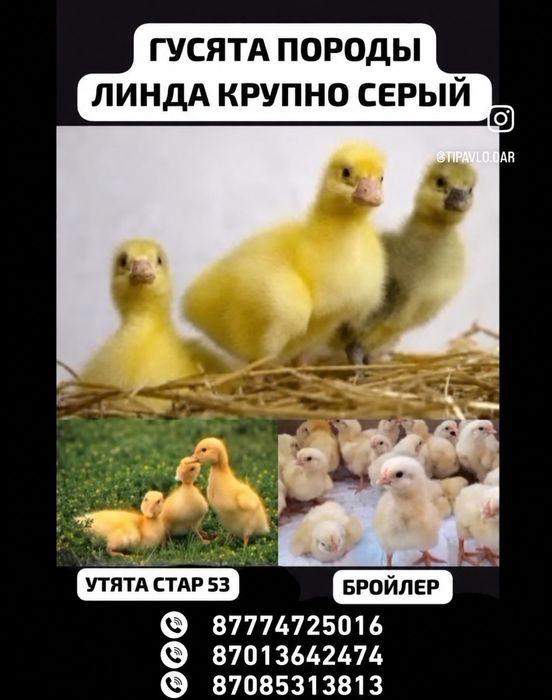 Продажа любой птицы