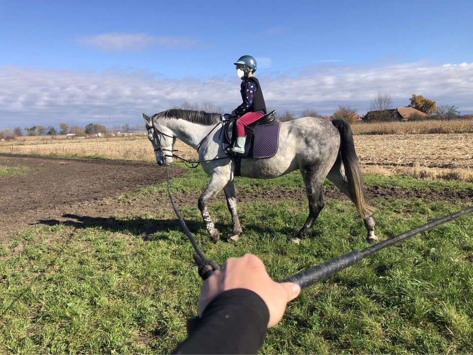 Cal de sarituri, cal de scoala, shagya arab, cal echitatie