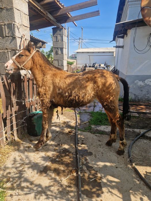 Тай сатылады ургашы
