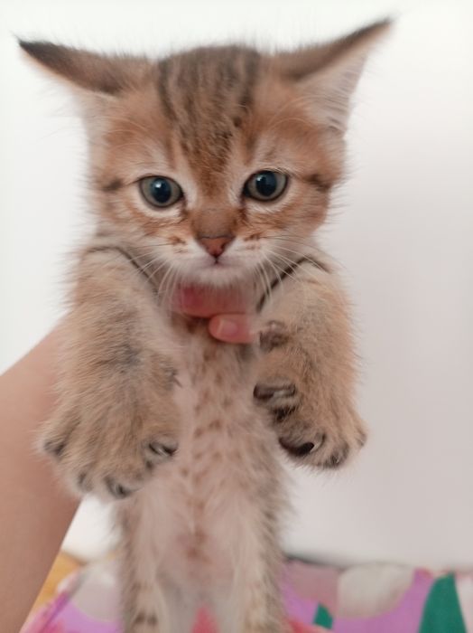 Котята в добрые руки!!!