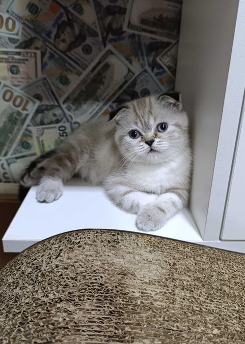 Очаровательные шотландские котята